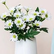 Daily Fresh Flower for Flower Pot