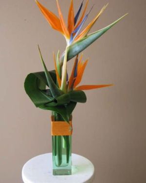 Daily Fresh Flower for Flower Pot