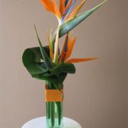 Daily Fresh Flower for Flower Pot