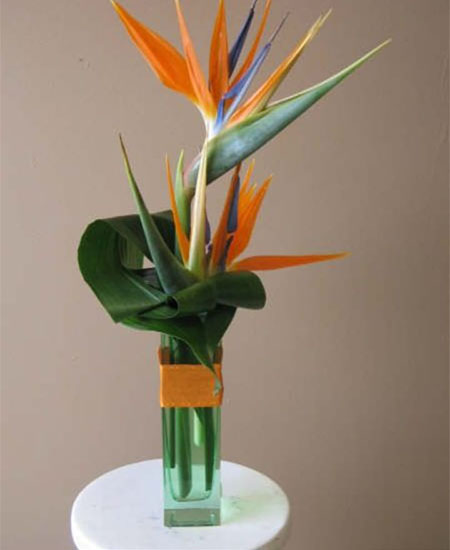 Daily Fresh Flower for Flower Pot