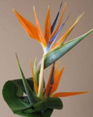 Daily Fresh Flower for Flower Pot