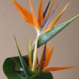 Daily Fresh Flower for Flower Pot