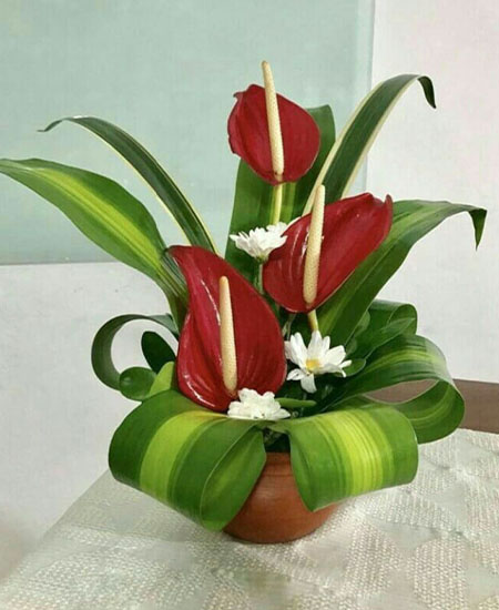 Daily Fresh Flower for Flower Pot
