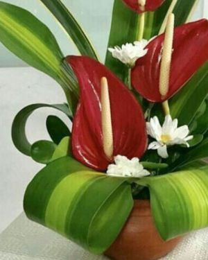 Daily Fresh Flower for Flower Pot