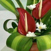 Daily Fresh Flower for Flower Pot