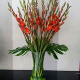 Daily Fresh Flower for Flower Pot