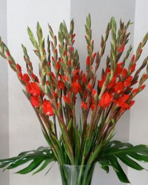 Daily Fresh Flower for Flower Pot