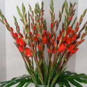 Daily Fresh Flower for Flower Pot