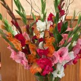 Daily Fresh Flower for Flower Pot