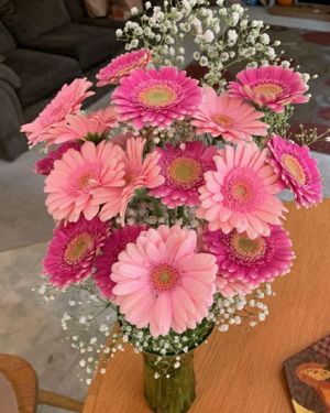 Daily Fresh Flower for Flower Pot