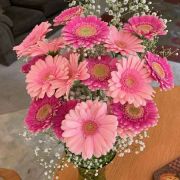 Daily Fresh Flower for Flower Pot