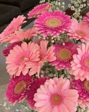 Daily Fresh Flower for Flower Pot