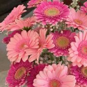 Daily Fresh Flower for Flower Pot