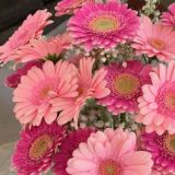 Daily Fresh Flower for Flower Pot