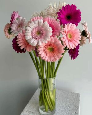 Daily Fresh Flower for Flower Pot