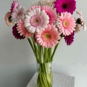 Daily Fresh Flower for Flower Pot