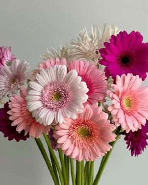 Daily Fresh Flower for Flower Pot