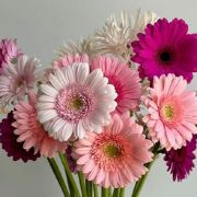 Daily Fresh Flower for Flower Pot