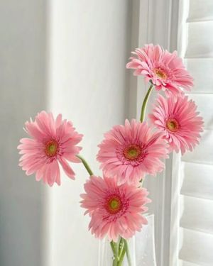 Daily Fresh Flower for Flower Pot