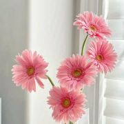 Daily Fresh Flower for Flower Pot