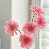 Daily Fresh Flower for Flower Pot