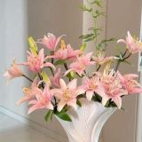 Daily Fresh Flower for Flower Pot