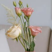 Daily Fresh Flower for Flower Pot