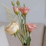 Daily Fresh Flower for Flower Pot